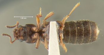 Media type: image;   Entomology 24073 Aspect: habitus ventral view
